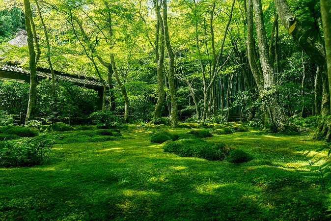 日本の森林整備の現状と必要性